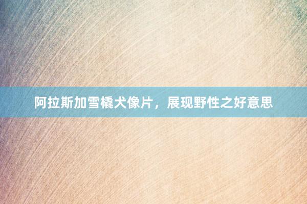 阿拉斯加雪橇犬像片，展现野性之好意思